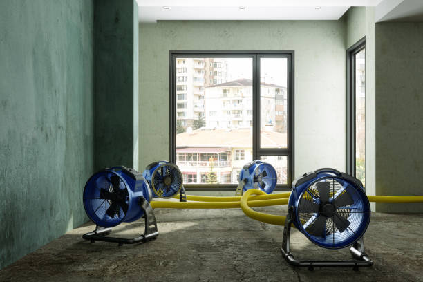 Best Basement water damage restoration  in Defiance, OH