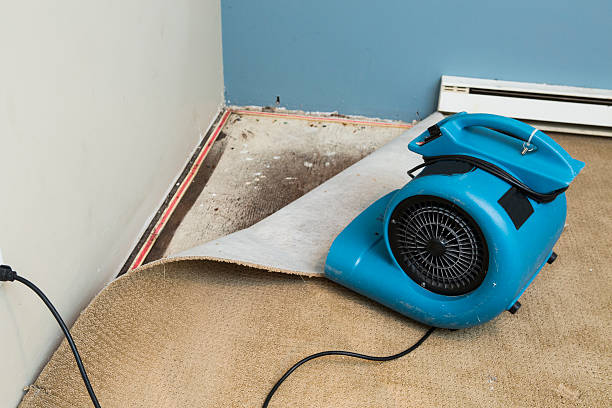 Best Local water damage restoration  in Defiance, OH